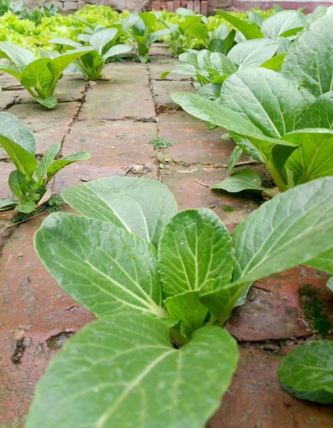 区块链种菜图片(区块链图片素材大图) 区块链种菜图片(区块链图片素材大图)