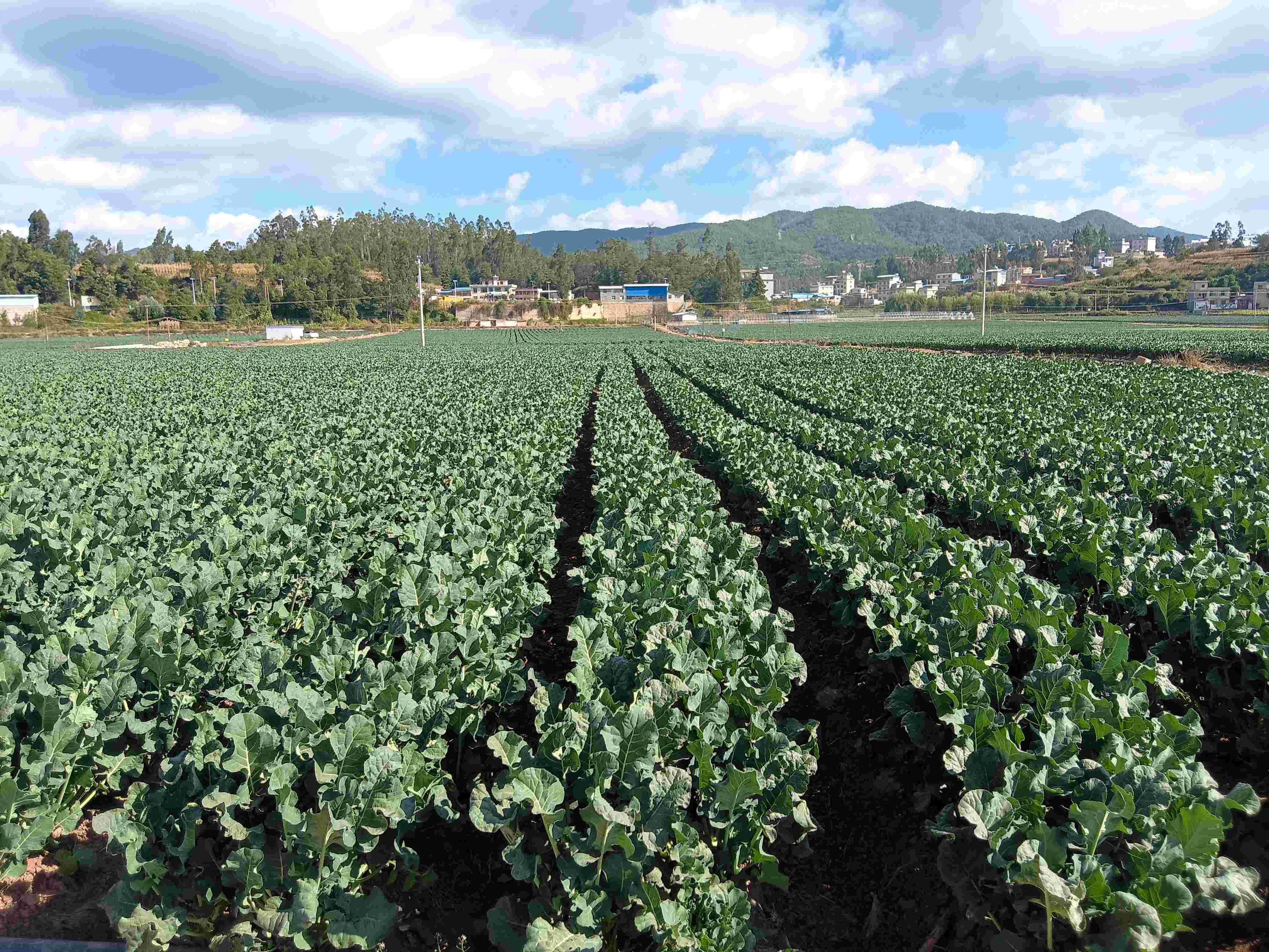 区块链种菜图片(区块链图片素材大图) 区块链种菜图片(区块链图片素材大图)