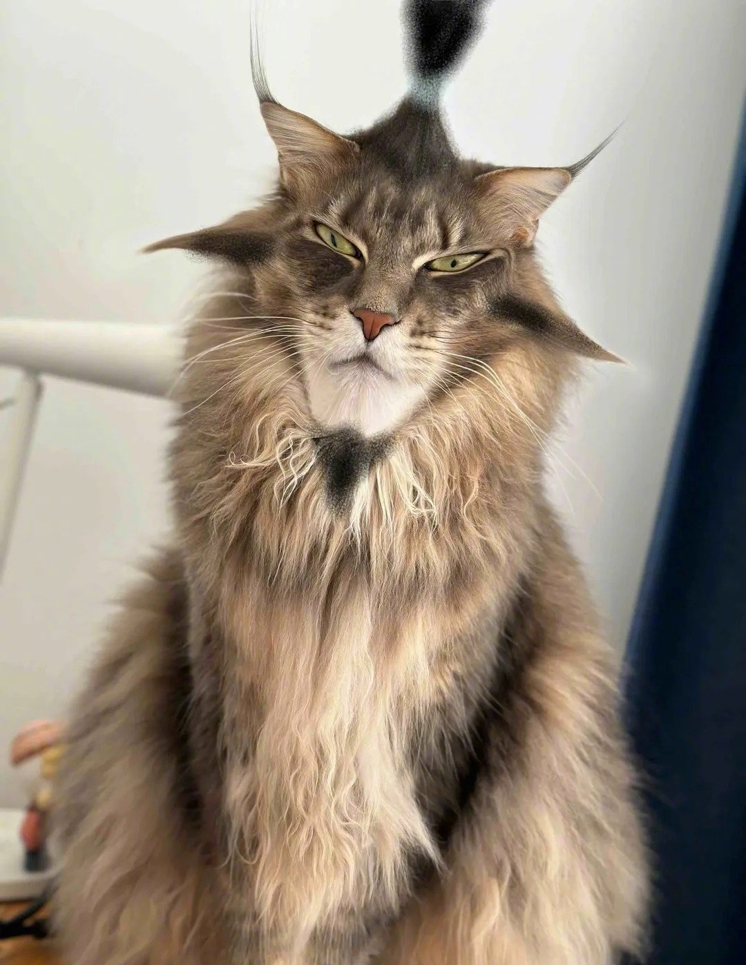 美国区块链猫(美国区块链协会)